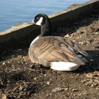 Canada Goose